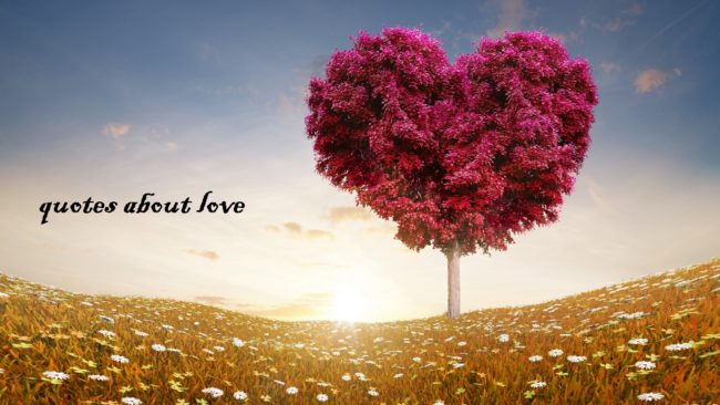 50 quotes about love 50 quotes about love