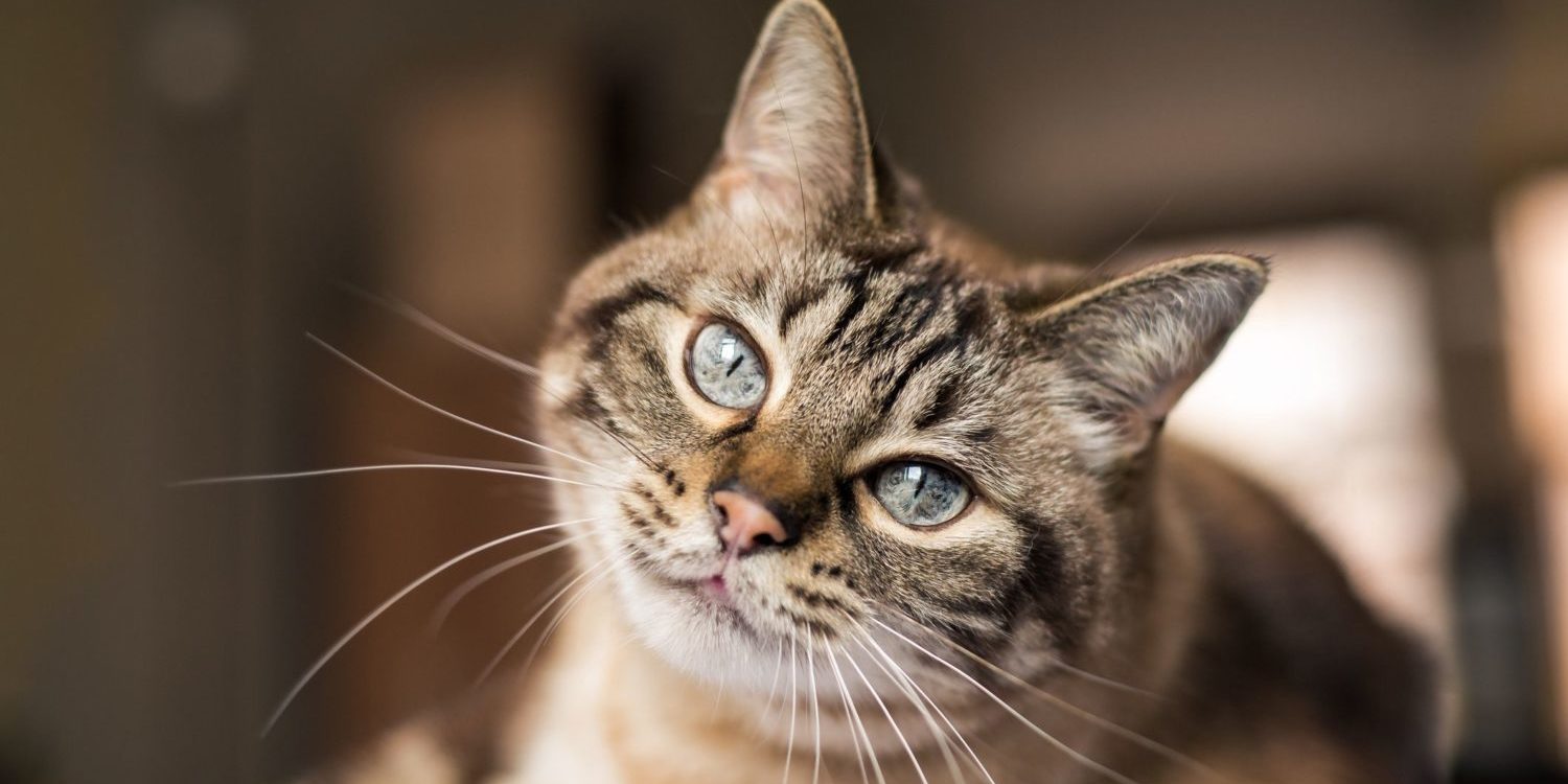 Arabic cat names and their meanings