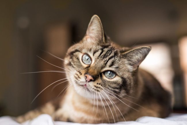 Arabic cat names and their meanings Arabic cat names and their meanings