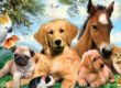 Pet names in Arabic